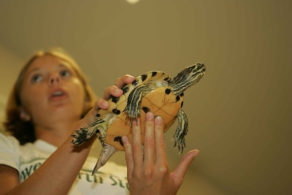 young girl, handles, turtle