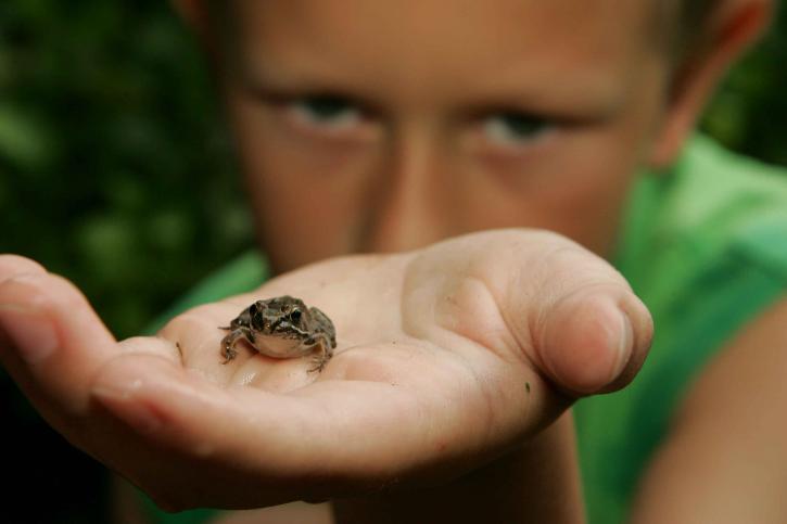boy, holds, frog, discovered