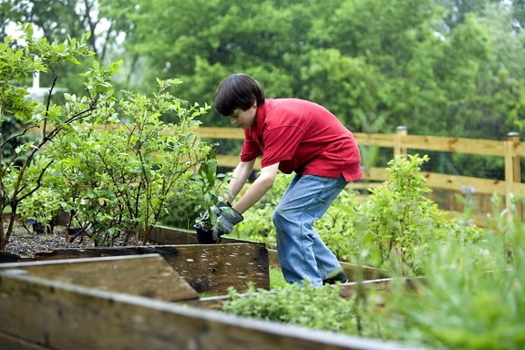 boy, planting, vegetables, garden