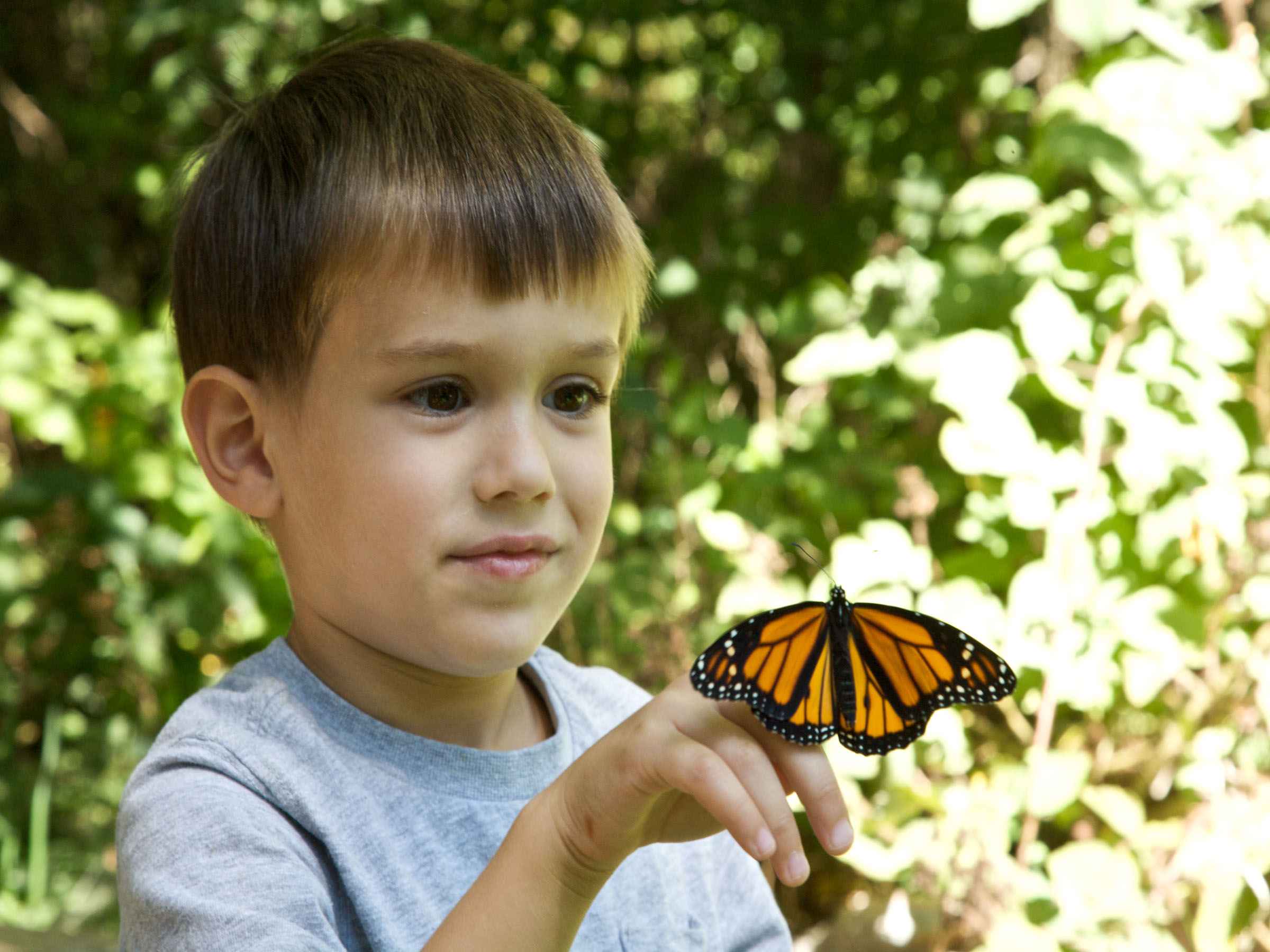 Наблюдать за бабочкой. Бабочка для мальчика. Ребенок. Тропические бабочки. Насекомые для детей.