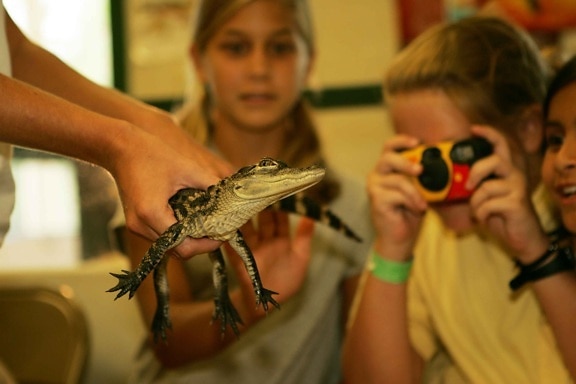 Kinder, überrascht, up-close, jung, alligator