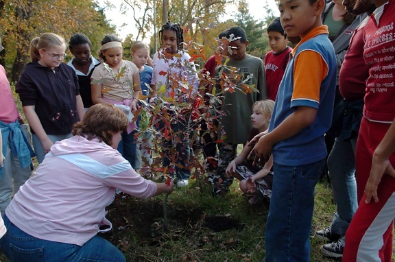 deti, učiť, výsadba stromov