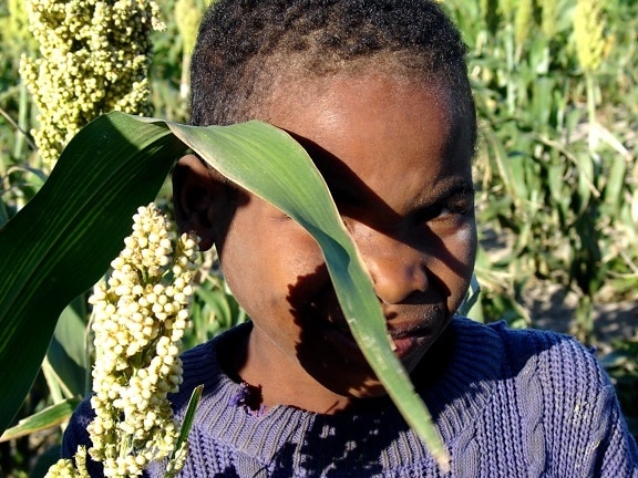 up-close, face, young boy, hides, shyly, sorghum, plant, field