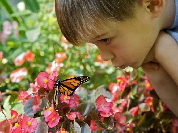 schattig, jongen, gezicht, butterfly