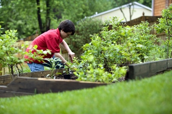 cute, young boy, gardening, home, backyard