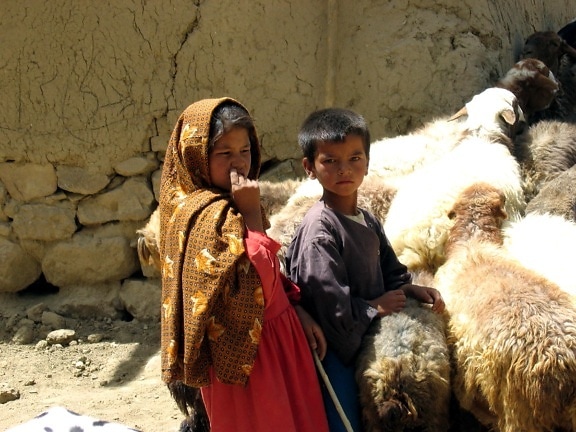 cabra, la agricultura, Afganistán