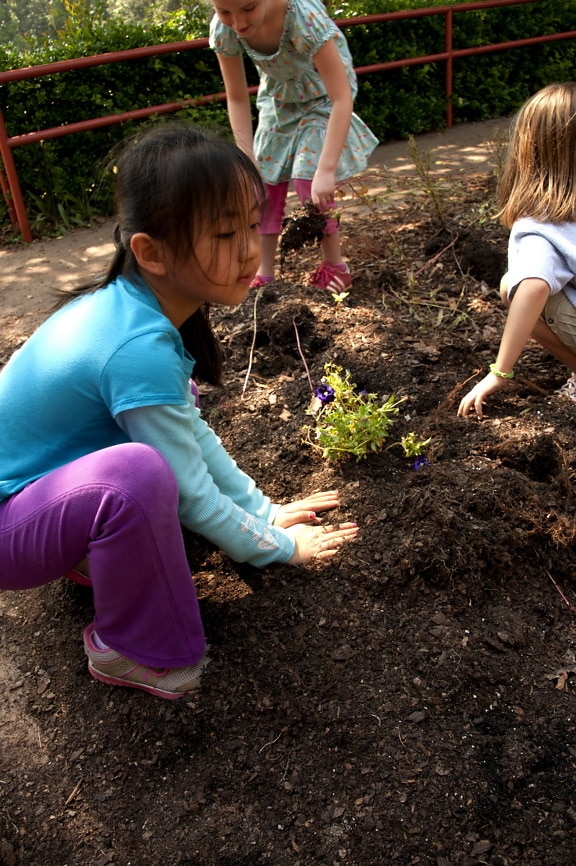 planting flowers, vegetables, school, garden