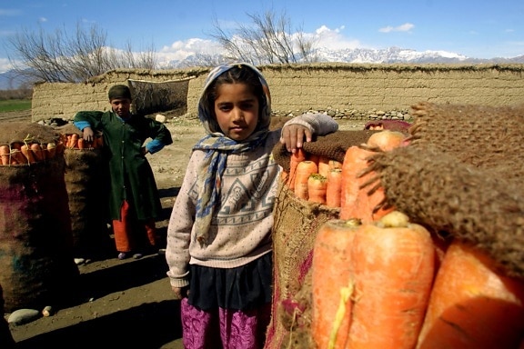 프로그램, Afghanistans, 농업, 작물 생산