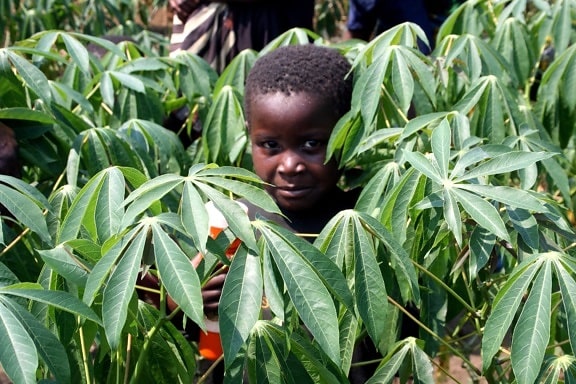 young boy, stands, thriving, cassava, field, Democratic republic Congo