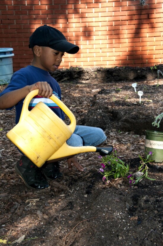 young, African American, school boy, watering, planted flowers
