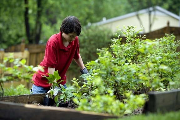 young boy, gardening, outdoor