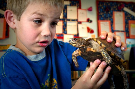 young boy, holding, box, turtle, portraying, look, wonderment, mixed, curiosity