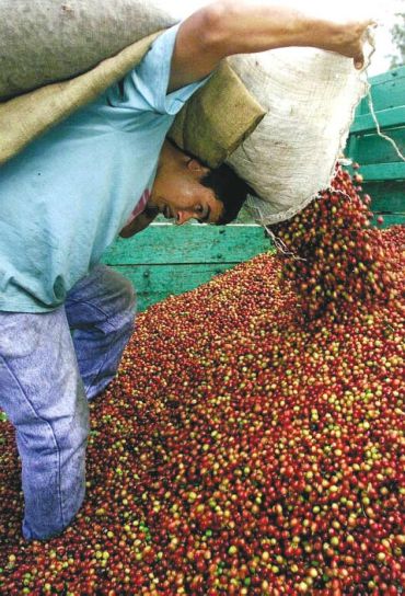 káva, cherry, zber, Guatemala, nadbytok, kávy, svet, trhy