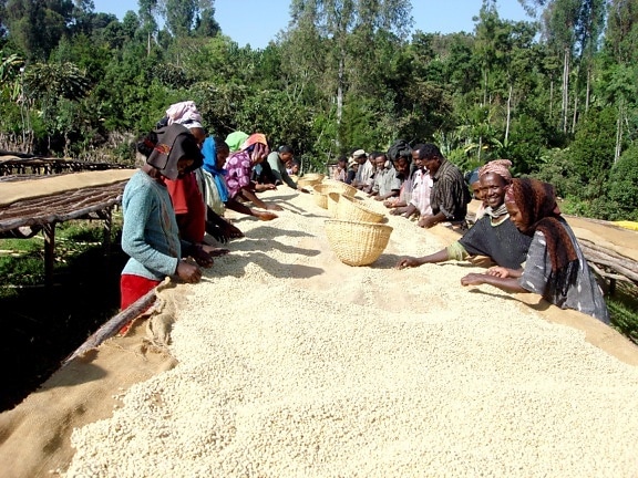 kahvia, työntekijöille, Ehiopia, Afrikka