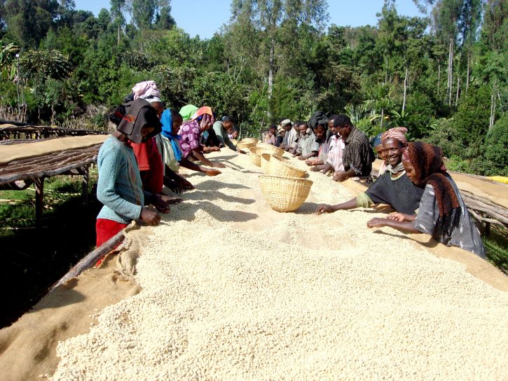 kaffe, arbejdstagere, Ehiopia, Afrika