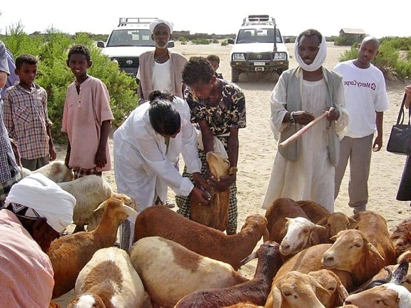 animal, husbandry, programs, livestock, health care, rural, goat, farmerd