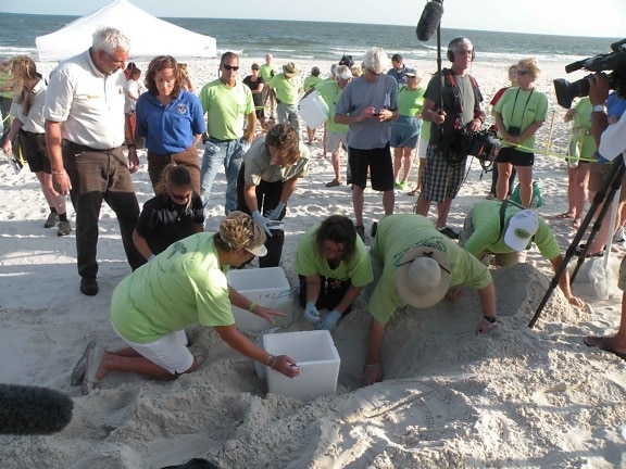 crowd, beach, excavation, turtle, eggs