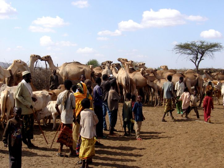 etíopes, camelos