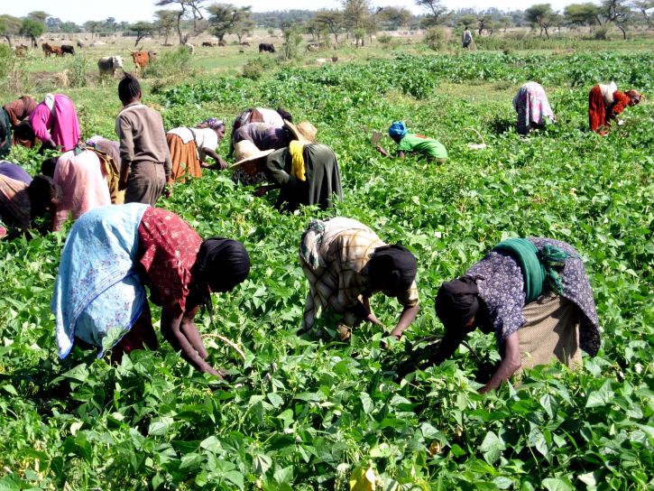 Çiftçi, işçiler, Etiyopya