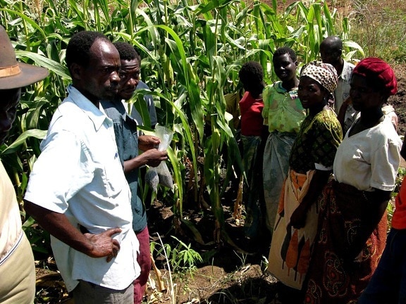 Malawi, Afrika, lidé, plodin, kukuřice, pole