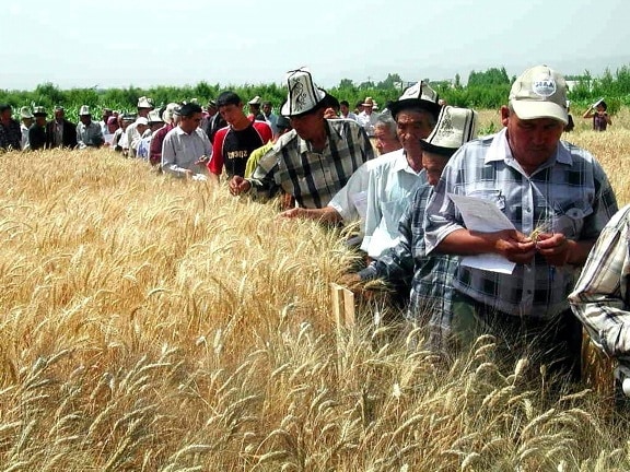 agriculteurs, champ, cultures, l'agriculture, le blé