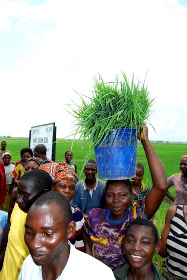 Nigeria, økonomiske, vækst, ris, landmænd