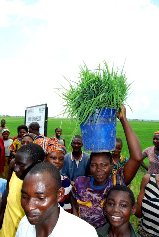 nigeria, economic, growth, rice, farmers