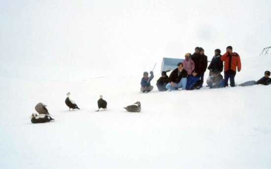 peole, crowd, looking, elders, ducks, snow