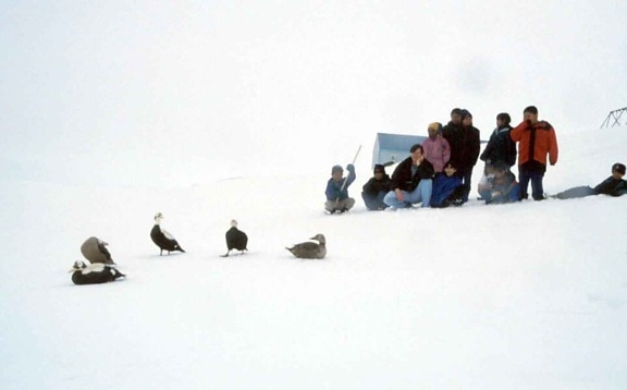 peole, tłum, patrząc, Starsi, kaczki, śnieg