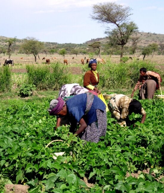 several, women, work, green, beans, field, Ethiopia