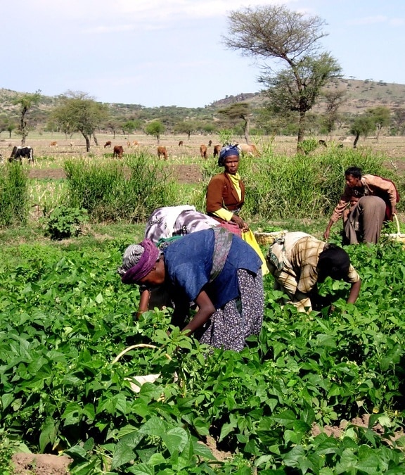 plusieurs, les femmes, le travail, vert, haricots, champ, Ethiopie