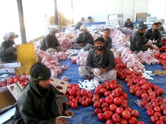 석류, 세기, 아프가니스탄, 높은 값, 자르기