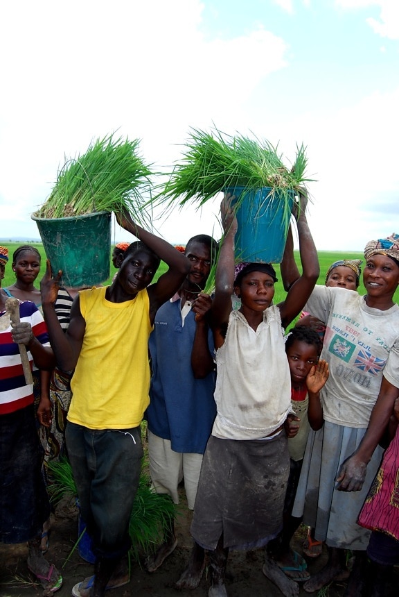 рис, фермерів, обтинання, врожайність, краще, доходи, підтримки, сімей