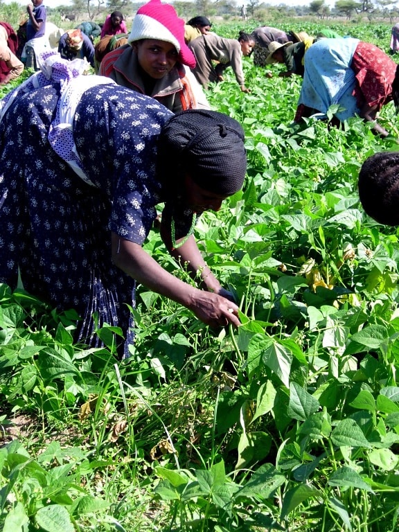 kvinnor, barn, arbetstagare, fält, plocka, grönt, bönor, Ziway, Etiopien