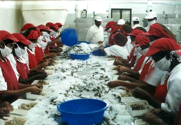 workers, frozen, food, plant, Bangladesh, carefully, black, tiger shrimp, ice