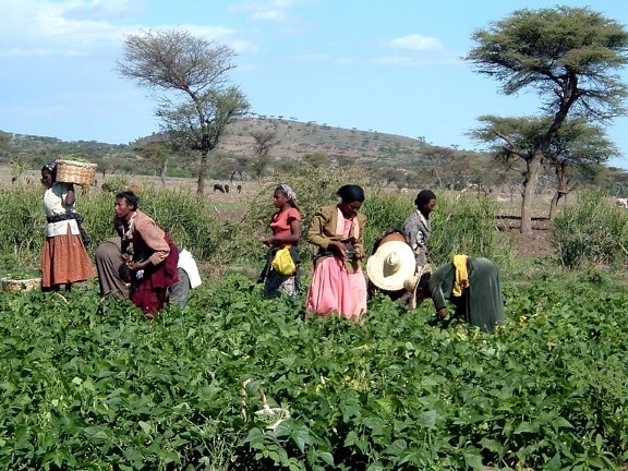 travailleurs, champ, cueillette, vert, haricots, Ziway, Ethiopie