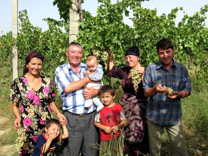 agricultor, familie, se bucură, recoltare, strugurii, raional, Namangan, regiunea, Uzbekistan