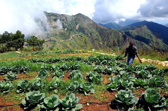 agricoltori, agricolo, la formazione, il programma, Haiti