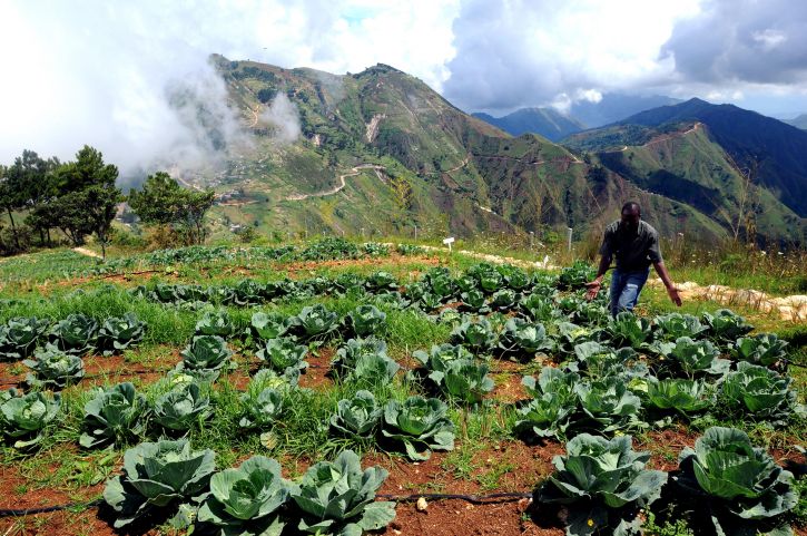 zemědělci, zemědělství, vzdělávání, programu, Haiti