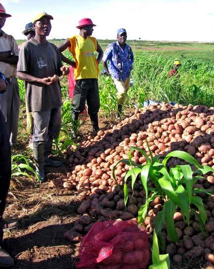agricultores, Huambo, Angola, receberam, empréstimos, produção