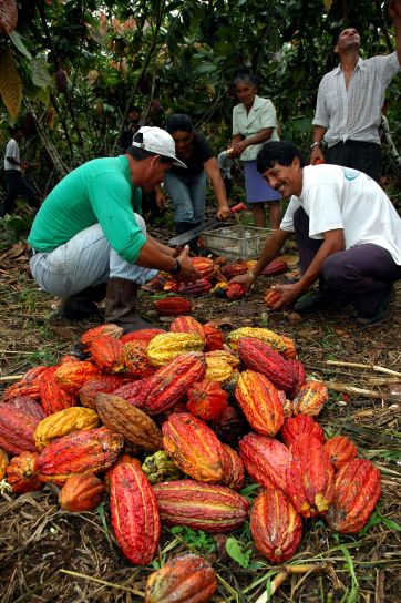 農民、エクアドル、アマゾン、プロセス、ココア、豆を収穫
