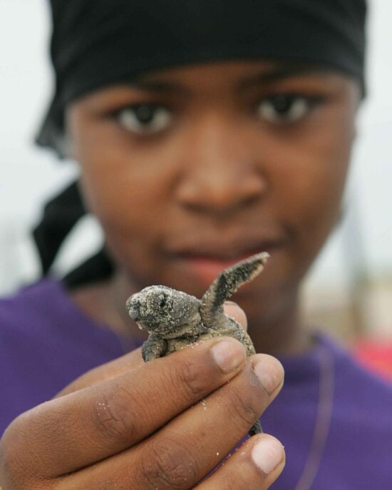 Afro American girl, up-close, baby, loggerhead, turtle