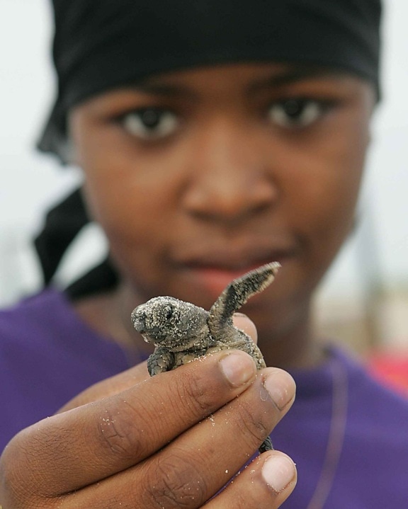 Afro American girl, up-close, baby, loggerhead, turtle