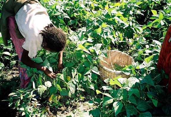 ethiopia, woman, harvesting, green, beans, export, helps, many, Ethiopia, support, families