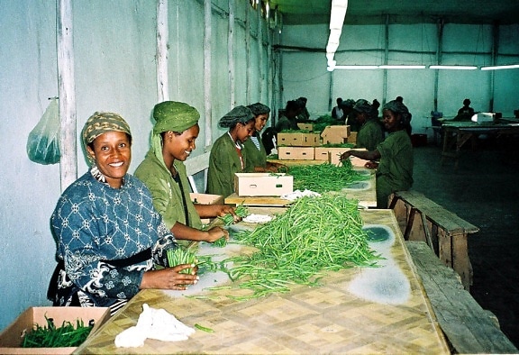 Αιθιοπίας, γυναίκες, συσκευασία, πράσινη, φασόλια, εξαγωγή, Ευρώπη