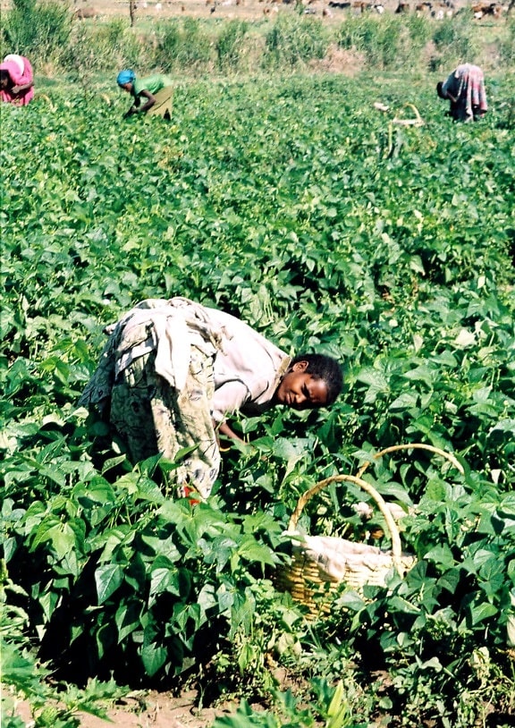 ประเทศเอธิโอเปีย ผู้หญิง ถั่ว สตริง เบิกสินค้า ส่วน แข็งแรง ท้องถิ่น เกษตร