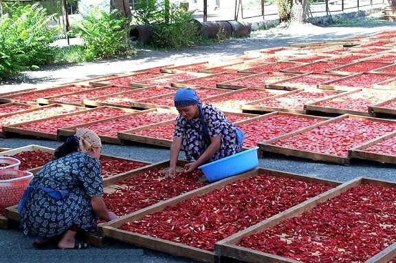 les agriculteurs, le Kirghizistan, d'apprendre, de séchage, de tomates, de diversifier, d'affaires