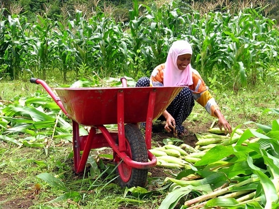 Žena, kukuřice, pole, jantang, malé, pobřežní, vesnice, zasazeno, podhůří, Lhoong, Indonésie