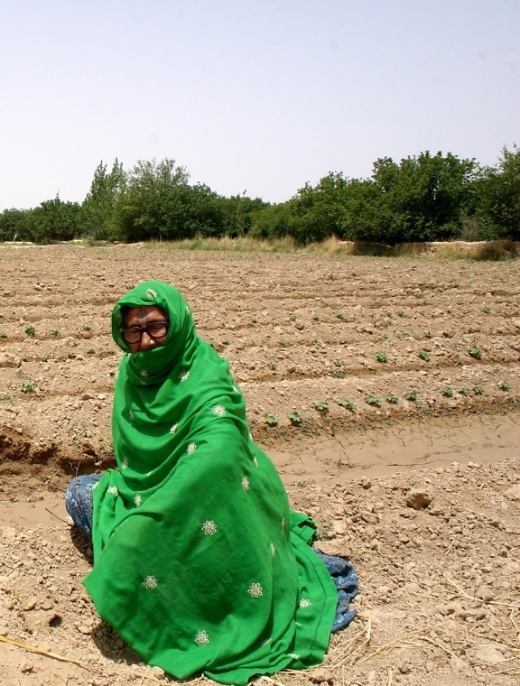 žena, tradičné, oblek, poľnohospodárstvo, pole, Murtad, Kilan, Balochistan, Pakistan