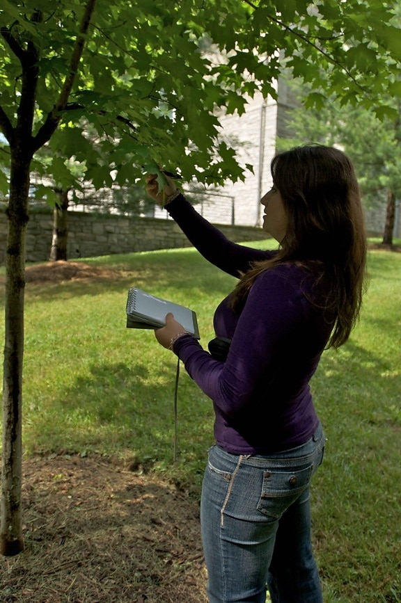 Kobieta, student, otwarte, drzewa, identyfikacji, książki, patrząc, drzewo, liście, identyfikacji